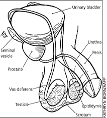 In men who have crossed the age of 40, the first symptom of testicular cancer could be the development of deep vein thrombosis (dvt) that is general terms is referred to as a blood clot. Testicular Cancer What You Should Know American Family Physician