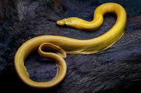 Image result for Lepidagathis eriocephala