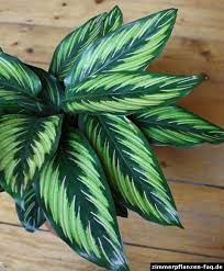 Calathea Ornata Probably Beauty Star Calathea Plant Plant Care Houseplant Foliage Plants