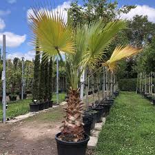 Image result for Washingtonia robusta