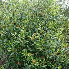 Grevillea Orange Marmalade Evergreen Unique Clusters Of Orange Flowers Attractive Foliage Screening Inform Australian Native Garden Plants Orange Flowers