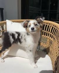 Maybe you would like to learn more about one of these? 8 Best Australian Shepherd Breeders In Texas 2021 We Love Doodles