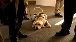 Several States Crack Down On Dog Service Fraud