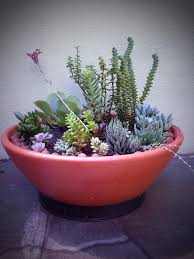 Nice succulent arrangement by Daniel Durigan