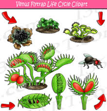 Venus fly trap carnivorous plant coloring sheet. Venus Flytrap Worksheets Teaching Resources Teachers Pay Teachers