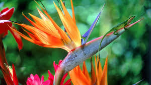 Birds Of Paradise Wallpaper Hd Flowers Bird Of Paradise Wallpaper Birds Of Paradise Flower Birds Of Paradise Paradise Wallpaper