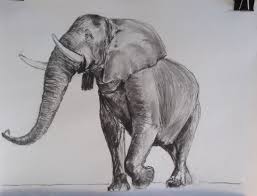 Olifant In Houtskool Door Annemarie Dieren Tekenen Olifanten Bloemen Tekenen