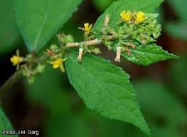 Image result for Triumfetta trichocarpa