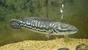We did not find results for: å…‡æ®˜å¤–ä¾†ç¨®è‚†è™æ—¥æœˆæ½­é­šè™Žå¨è„…æ³³å®¢çš®è‚‰ ä¸€é›¶ä¸€å‚³åª' æ‰‹æ©Ÿç‰ˆ