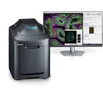 Fluorescence Microscopes | KEYENCE America