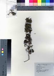 Image result for Zanthoxylum holtzianum