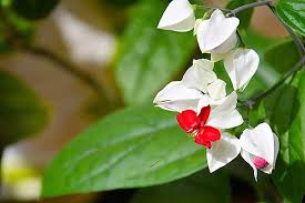 Image result for Clerodendrum tricholobum
