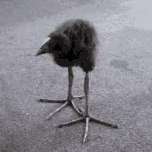 Pukeko Baby Pukeko GIF - Pukeko Baby pukeko Bird - Discover & Share GIFs