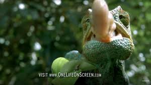 They think it's cute because social media pics, music videos, movies and etc. Chameleon Tongue In Slow Motion One Life Bbc Earth Youtube