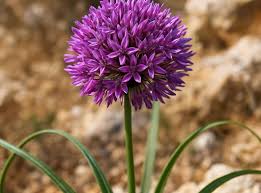 Image result for Amaryllidaceae