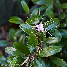 Image result for Capparis citrifolia