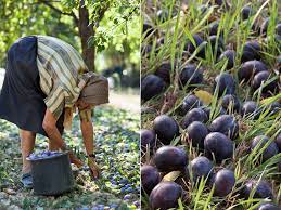 Quetsch(e) (lorraine, alsace, luxembourg, and regionally in germany); Die Pflaumen Sind Reif Gartenzauber
