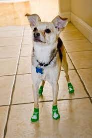 Dog Socks Why Socks For Dogs