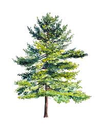 Enjoy and be sure to subscribe & like if you found this helpful :)i. Here S The Full Finished Pine Tree I Ve Painted A Lot Of Things And I Think Pine Trees Are Now My Fave Watercolor