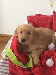 1 kedi 1 kopek sahiplendirme ilanlari retriever golden retriever