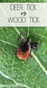 Deer Tick Vs Wood Tick What Is The Difference Ticks Tickremoval Insects Tips Deerticks Woodticks Wood Tick Deer Ticks Ticks