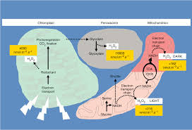 Queen nerdling goes over the structure and function of mitochondria and chloroplasts. Pdf Redox Sensing And Signalling Associated With Reactive Oxygen In Chloroplasts Peroxisomes And Mitochondria Semantic Scholar