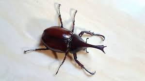 If you have weevils in your bedroom, chances are there are some gaps in the way your home is constructed. How To Get Rid Of Weevils Howstuffworks