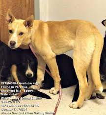 Pin On Safe Rescued Or Adopted Animals