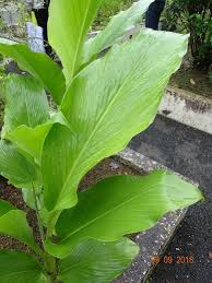 東北医科薬科大学薬用植物園見学会 2018年9月 Le Petit Bonheur 小さな幸せ アロマテラピー ハーブ 漢方養生