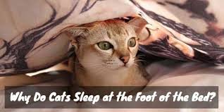 Even a cat who misses bedtime in the summer can turn into one who follows you everywhere and sleeps with you when the weather turns colder. Why Do Cats Sleep At The Foot Of The Bed 7 Reasons Cat Checkup
