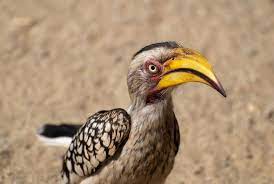 What Kind Of Bird Is Zazu From The Lion King Google Search Kinds Of Birds Lion King Jr Lion King