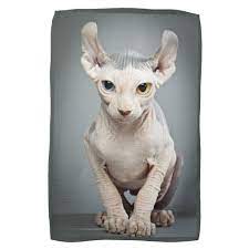 elf sphinx cat photograph towel zazzle com in 2021 elf cat sphinx cat serious cat