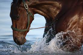 ما هو السبب وراء عصيان الحصان لأوامر فارسه أحياناً؟ - CNN Arabic