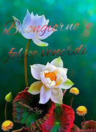 Condividile su facebook e whatsapp. Buongiorno Venerdi Immagini Per Whatsapp Proverbibelli It Morning Flowers Good Morning Flowers Good Morning Flowers Quotes