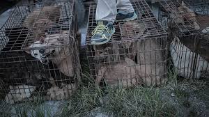 Maybe you would like to learn more about one of these? Chine 2000 Chiens Tues Pour L Ignoble Festival De Yulin Fondation 30 Millions D Amis