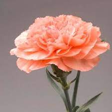 Pin By Margaret Guzzo On Orange Flowers Carnation Flower Carnation Plants Flowers Nature
