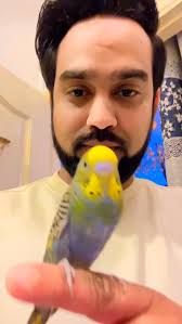 “Some bonds don’t need words—just trust, care, and a heartbeat. 🕊️🤝❤️”  #humanbond #birdlovers #trust #silentconnection #natureandhumans #kindness  #birdbond #peace #loveinnature