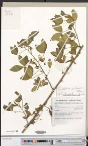 Image result for Crotalaria cylindrocarpa
