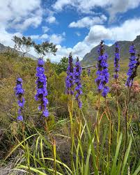 Image result for Aristea angolensis