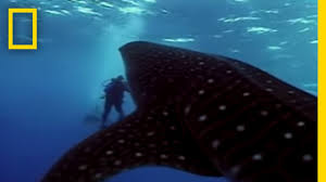 However, unlike many other shark species, it doesn't use its teeth for hunting or for eating its food. Whale Shark National Geographic Youtube