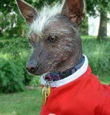 Most frequently used instagram xoloscuintle hashtags. Xoloitzcuintli Dog Breed Information And Pictures