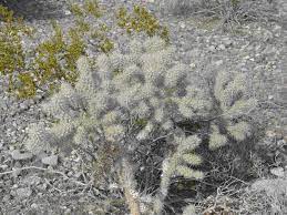 Two of the most distinctive cacti in joshua tree national park include the ocotillo, with long, impossibly thin fingers that culminate in a tiny red blossom, and the fuzzy, almost don't be fooled by the fuzzy appearance, however; Cactus Wrangling Desertusa Stories News