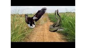 How does the lion win? Video Thumbnail Youtube Eagle Vs Snake Real Fight Mongoose Lion Cheetah Ostrich Wild Serval Cat Amazing Animal Attacks