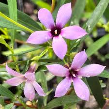 Image result for Hippocratea parvifolia