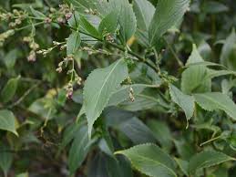 Image result for Strobilanthes hamiltoniana