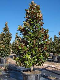 Dd Blanchard Magnolia Dallas Texas Treeland Nursery Cool Plants Magnolia Grandiflora Little Gem Magnolia Tree