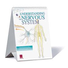 3b Scientific Vegetative Nervous System Chart