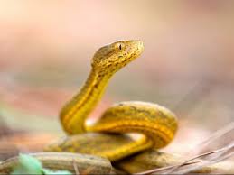 Akan terjadi dalam negeri mahal makanan dan akan mendapat emas (kekayaan). Penjelasan Dan Ragam Tafsir Mimpi Dalam Islam Nu Online