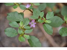 Image result for Trianthema