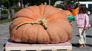 Image result for giant pumpkin